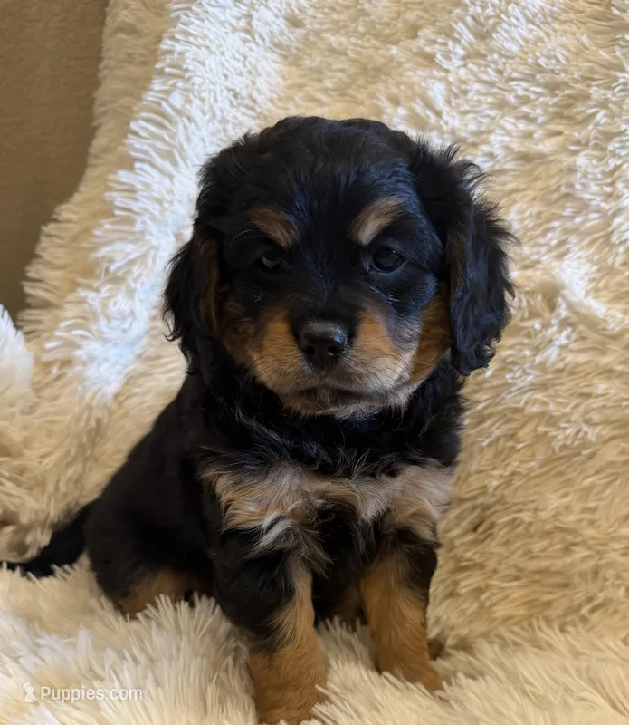 Pri – Miniature Bernedoodle puppy for sale in Canon City, CO