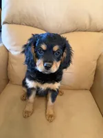 Pri, a female Cavalier King Charles Spaniel and Miniature Bernedoodle for sale in Canon City, CO – Photo 3 of 6