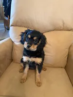 Pri, a female Cavalier King Charles Spaniel and Miniature Bernedoodle for sale in Canon City, CO – Photo 2 of 6