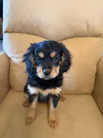 Pri, a female Cavalier King Charles Spaniel and Miniature Bernedoodle for sale in Canon City, CO – Photo 4 of 6