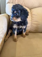 River, a male Miniature Bernedoodle for sale in Canon City, CO – Photo 2 of 5