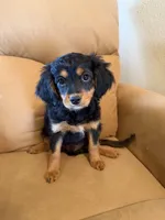 River, a male Bernedoodle and Miniature Bernedoodle for sale in Canon City, CO – Photo 2 of 8