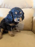 River, a male Miniature Bernedoodle for sale in Canon City, CO – Photo 3 of 5