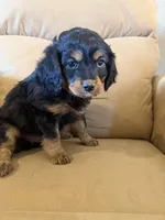 River, a male Miniature Bernedoodle for sale in Canon City, CO – Photo 5 of 5