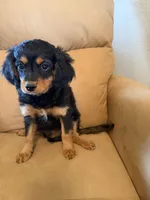 River, a male Bernedoodle and Miniature Bernedoodle for sale in Canon City, CO – Photo 8 of 8