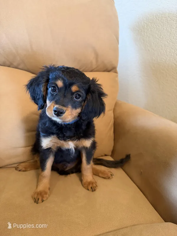 River – Bernedoodle, Miniature Bernedoodle puppy for sale in Canon City, CO