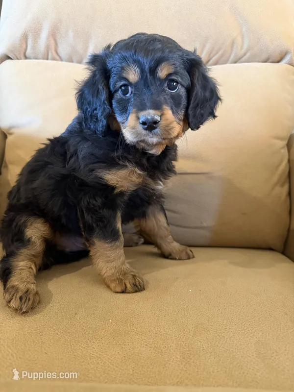 River – Miniature Bernedoodle puppy for sale in Canon City, CO