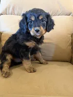 River, a male Miniature Bernedoodle for sale in Canon City, CO – Photo 1 of 5
