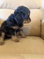 River, a male Miniature Bernedoodle for sale in Canon City, CO – Photo 4 of 5