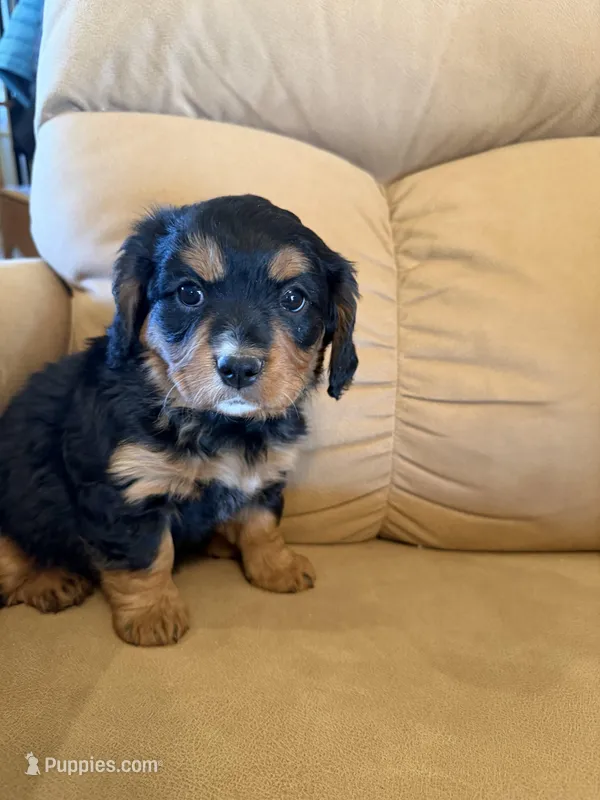 Gilli – Miniature Bernedoodle puppy for sale in Canon City, CO