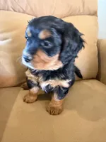 Gilli, a female Miniature Bernedoodle for sale in Canon City, CO – Photo 3 of 9