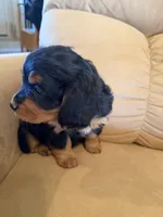 Gilli, a female Miniature Bernedoodle for sale in Canon City, CO – Photo 6 of 9