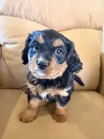 Gilli, a female Miniature Bernedoodle for sale in Canon City, CO – Photo 4 of 9