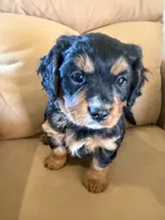 Gilli, a female Miniature Bernedoodle for sale in Canon City, CO – Photo 8 of 9