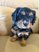 Gilli, a female Miniature Bernedoodle for sale in Canon City, CO – Photo 2 of 9