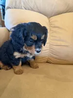 Gilli, a female Miniature Bernedoodle for sale in Canon City, CO – Photo 9 of 9