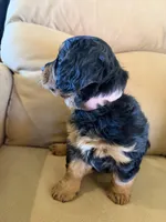 Gilli, a female Miniature Bernedoodle for sale in Canon City, CO – Photo 5 of 9