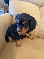 Gilli, a female Miniature Bernedoodle for sale in Canon City, CO – Photo 7 of 9