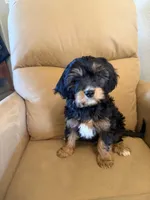 Magellan , a male Bernedoodle and Miniature Bernedoodle for sale in Canon City, CO – Photo 2 of 8