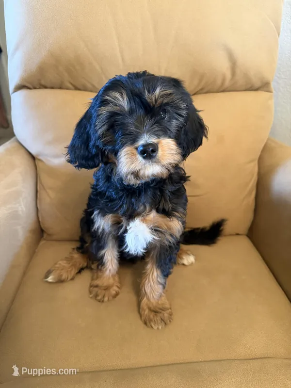 Magellan  – Bernedoodle, Miniature Bernedoodle puppy for sale in Canon City, CO