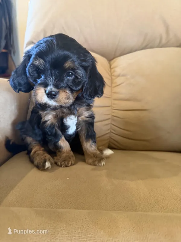 Magellan  – Miniature Bernedoodle puppy for sale in Canon City, CO