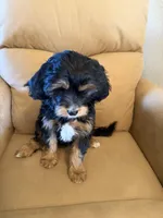 Magellan , a male Bernedoodle and Miniature Bernedoodle for sale in Canon City, CO – Photo 5 of 8