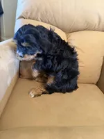 Magellan , a male Bernedoodle and Miniature Bernedoodle for sale in Canon City, CO – Photo 8 of 8