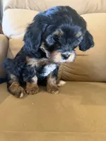 Magellan , a male Miniature Bernedoodle for sale in Canon City, CO – Photo 3 of 3