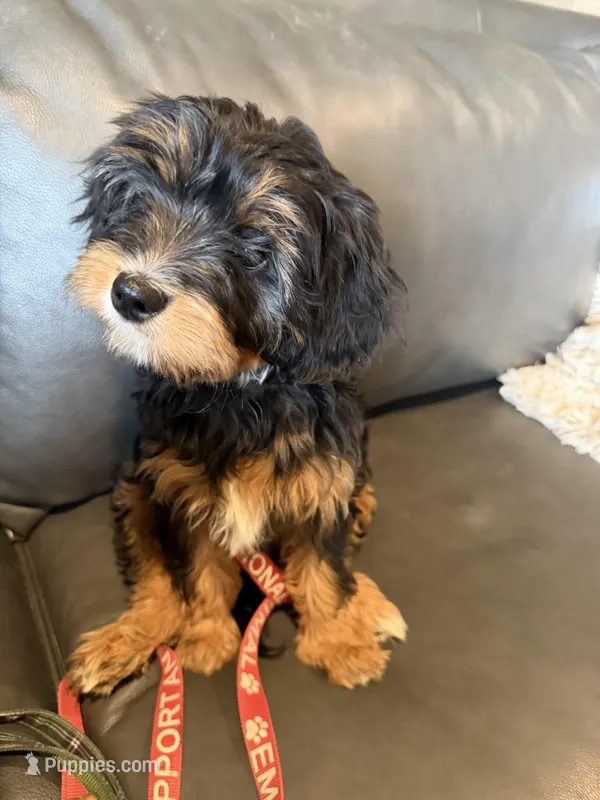 Magellan  – Bernedoodle, Miniature Bernedoodle puppy for sale in Canon City, CO