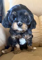 Magellan , a male Miniature Bernedoodle for sale in Canon City, CO – Photo 2 of 3