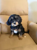 Magellan , a male Bernedoodle and Miniature Bernedoodle for sale in Canon City, CO – Photo 6 of 8
