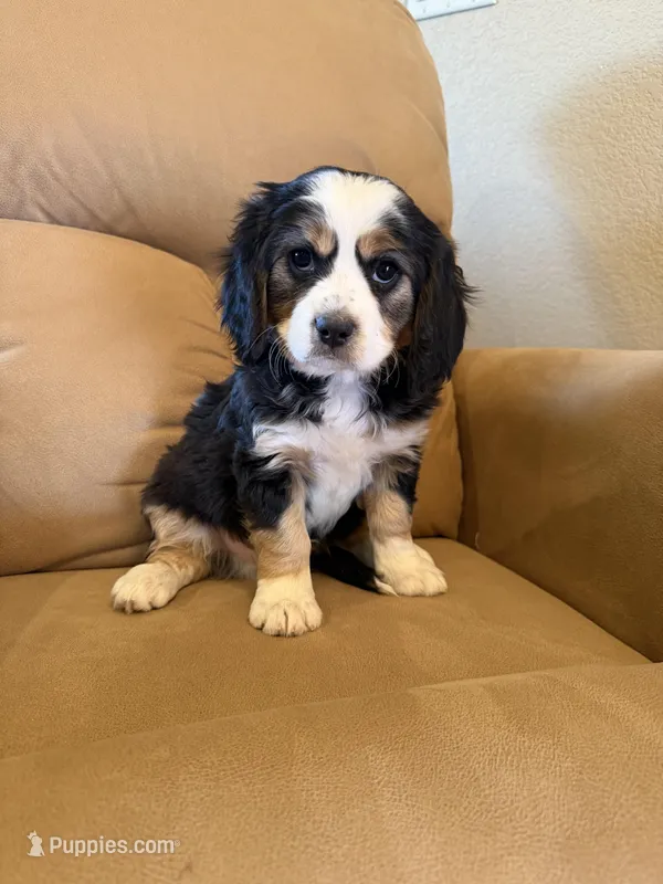 Hartman – Miniature Bernedoodle puppy for sale in Canon City, CO