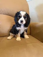 Hartman, a male Miniature Bernedoodle for sale in Canon City, CO – Photo 3 of 4