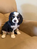 Hartman, a male Miniature Bernedoodle for sale in Canon City, CO – Photo 1 of 4