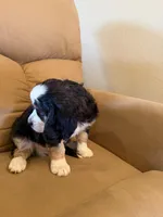 Hartman, a male Miniature Bernedoodle for sale in Canon City, CO – Photo 4 of 4