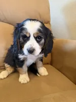 Hartman, a male Miniature Bernedoodle for sale in Canon City, CO – Photo 2 of 4