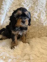 Tea Maria, a female Miniature Bernedoodle for sale in Canon City, CO – Photo 5 of 5