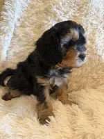 Tea Maria, a female Miniature Bernedoodle for sale in Canon City, CO – Photo 3 of 5