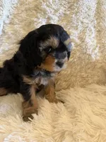 Tea Maria, a female Miniature Bernedoodle for sale in Canon City, CO – Photo 4 of 5
