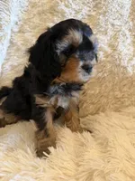 Tea Maria, a female Miniature Bernedoodle for sale in Canon City, CO – Photo 2 of 5
