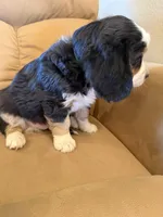 Ethan, a male Miniature Bernedoodle for sale in Canon City, CO – Photo 7 of 7