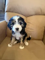 Ethan, a male Miniature Bernedoodle for sale in Canon City, CO – Photo 2 of 7