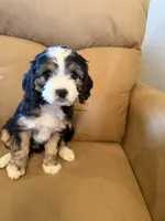 Ethan, a male Miniature Bernedoodle for sale in Canon City, CO – Photo 5 of 7