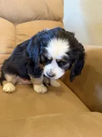 Ethan, a male Miniature Bernedoodle for sale in Canon City, CO – Photo 4 of 7
