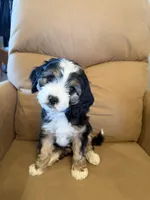 Ethan, a male Miniature Bernedoodle for sale in Canon City, CO – Photo 1 of 7