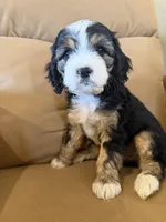 Ethan, a male Miniature Bernedoodle for sale in Canon City, CO – Photo 3 of 7
