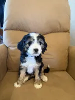 Ethan, a male Miniature Bernedoodle for sale in Canon City, CO – Photo 6 of 7