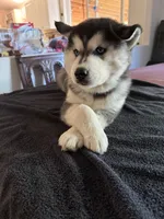 JR, a male Siberian Husky for sale in Rainier, WA – 2 of 2