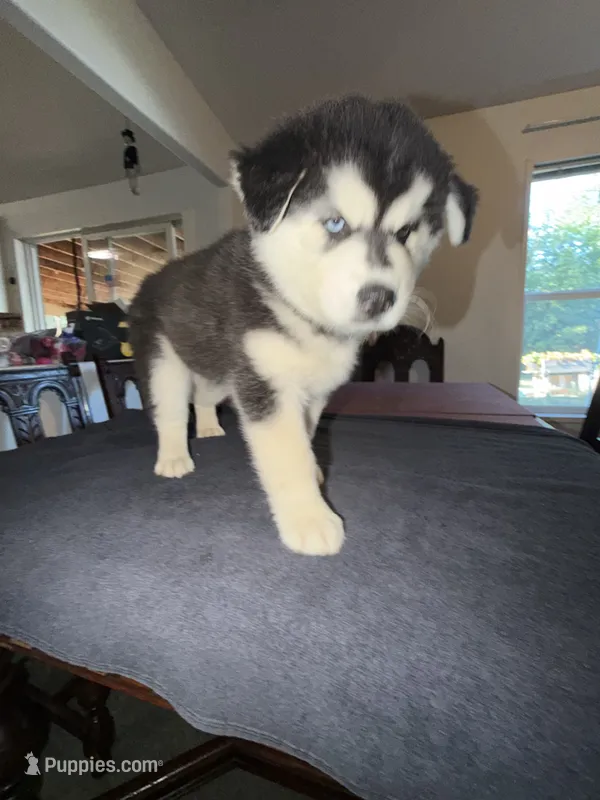 Junior  – Siberian Husky puppy for sale in Rainier, WA
