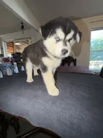 Junior , a male Siberian Husky for sale in Rainier, WA – 1 of 2